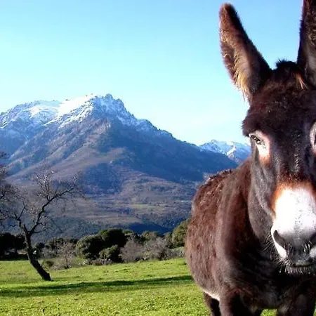 L'alivi Di L'osari 4*